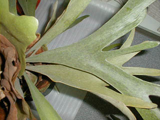 P. bifurcatum