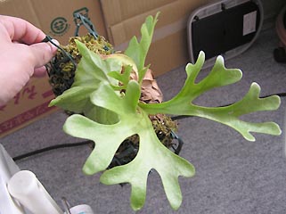 Hybrid of P.coronarium and P.ridleyi