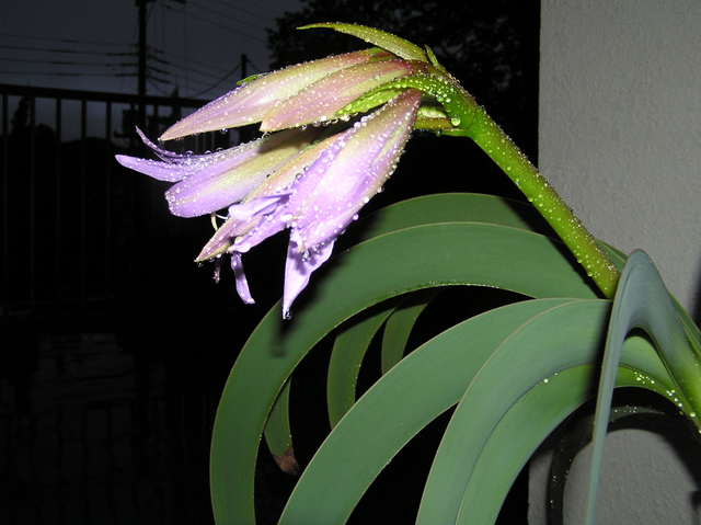 Worsleya rayneri　開花確認の翌朝　ブルーアマリリス