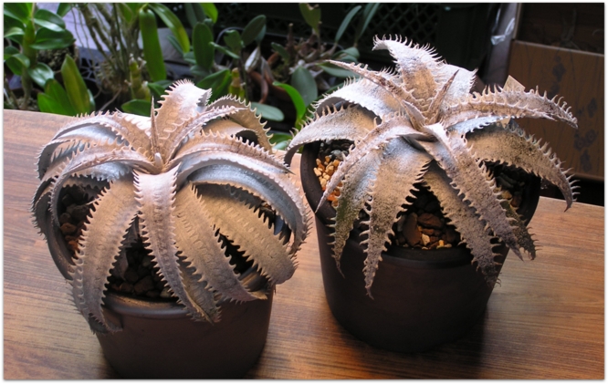 Dyckia