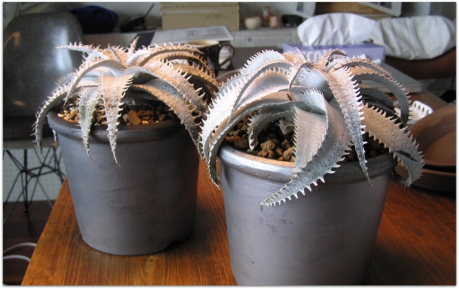 Dyckia