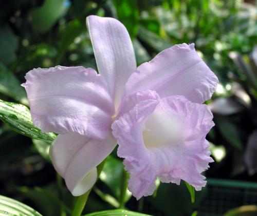 Sobralia warsewiczii 