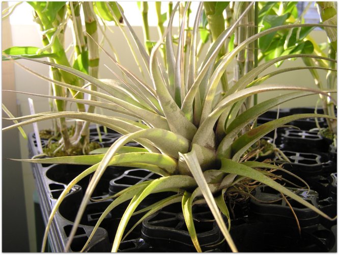 Tillandsia xerographica