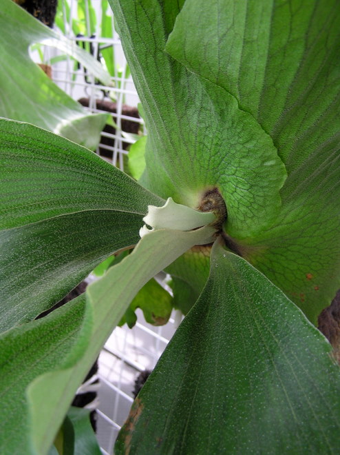 Platycerium quadridichotomum 3rd leaf