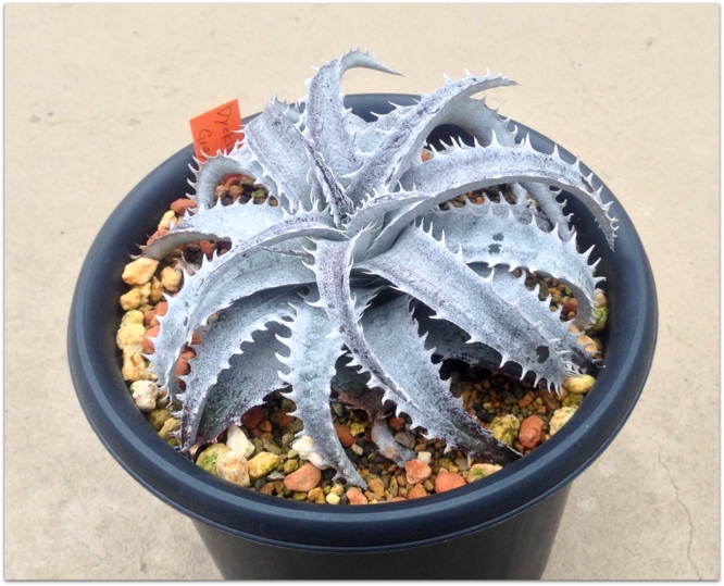 Dyckia Gray Ops