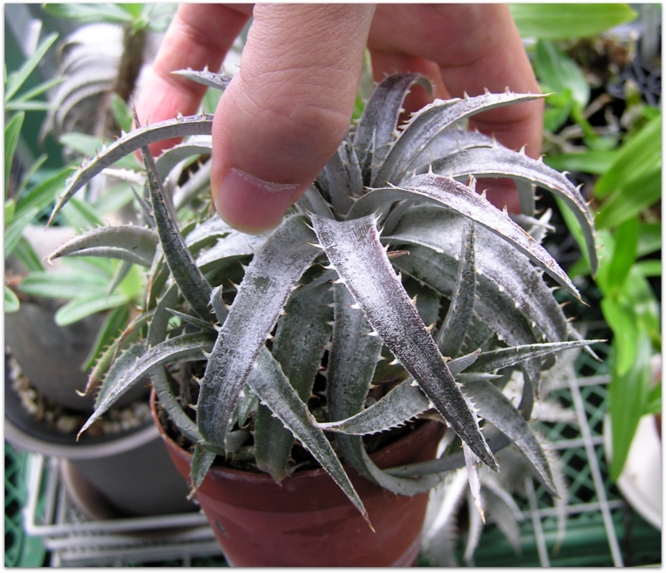 Dyckia marnier-lapostollei Hybrid