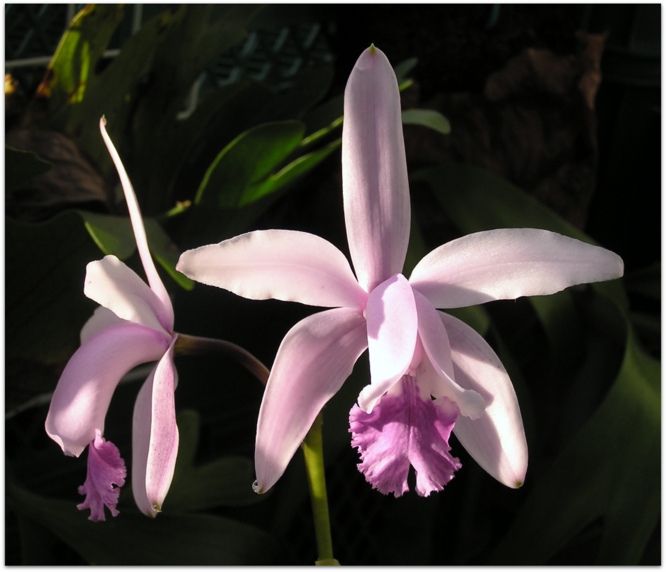 Cattleya intermedia fma. coerulea "Wenzel"