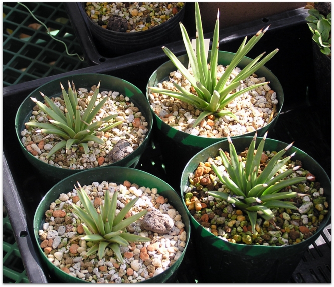 Agave albopilosa seedling