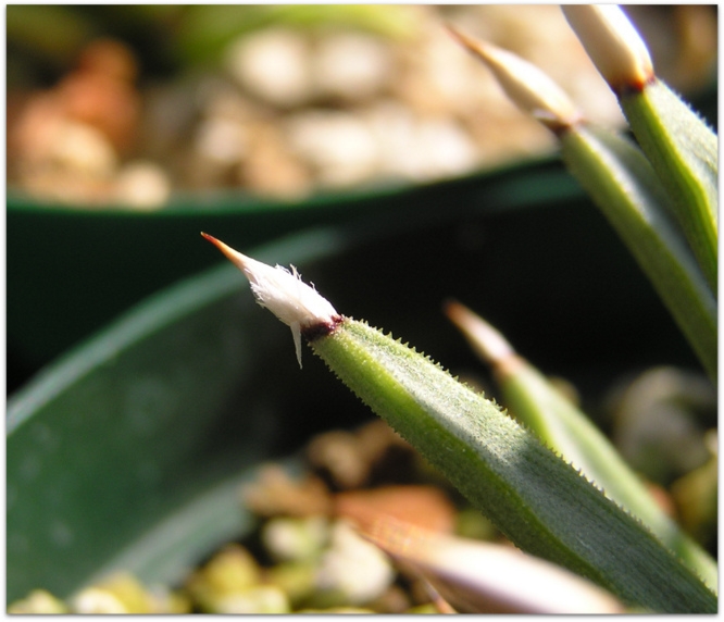 Agave albopilosa seedling