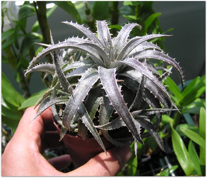 Dyckia marnier-lapostollei Hybrid