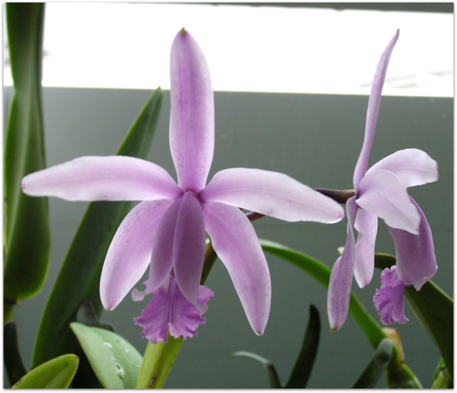 Cattleya intermedia fma. coerulea "Wenzel"