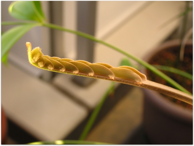 Zamia pseudoparasitica 4years old