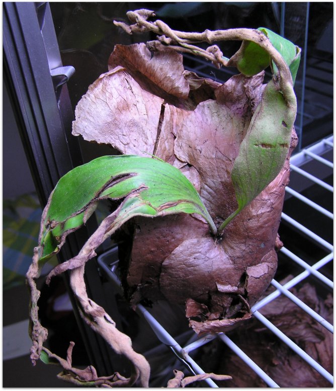 imported Platycerium quadridichotomum, 2006