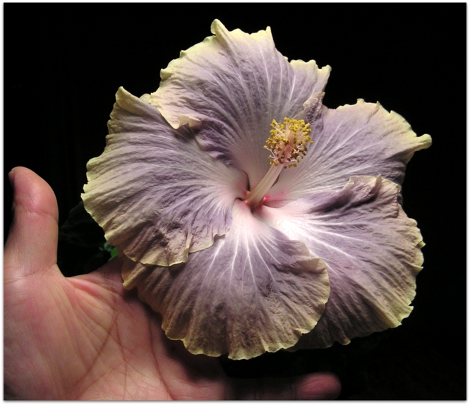 Hibiscus 'Silver Memories'