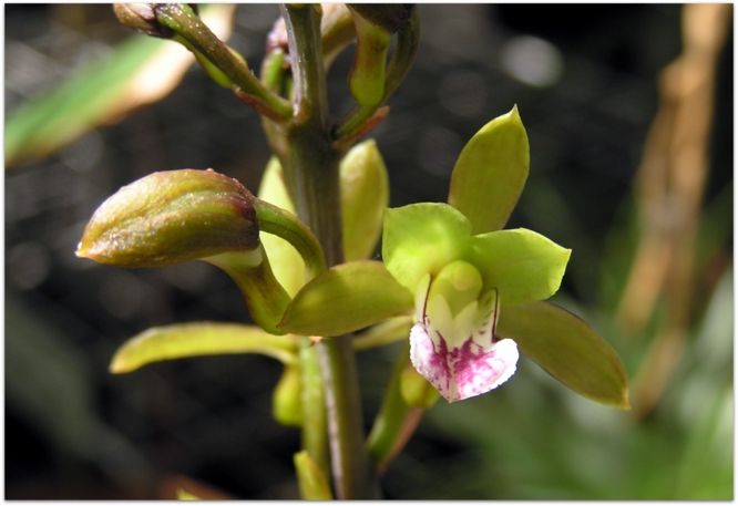 Oeceoclades sp. Madagascar