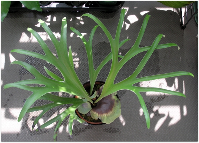 Platycerium alcicorne Madagascar form