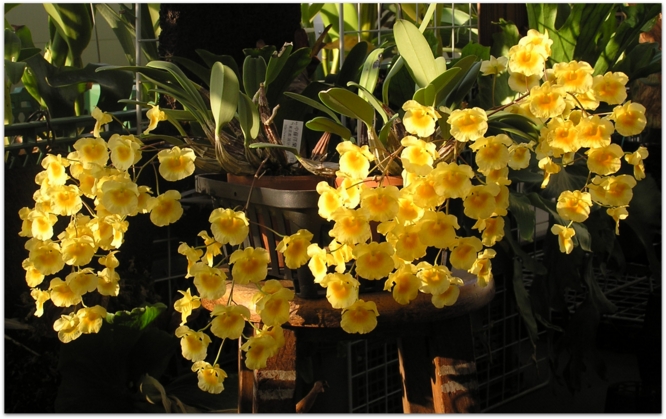 Dendrobium aggregatum 'Florida Sunshine' HCC/AOS