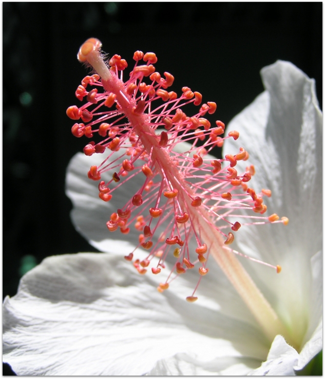 Hibiscus waiemae subsp. waimeae