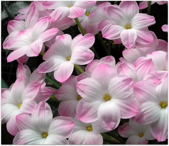 Cooperanthus 'Lily pies'