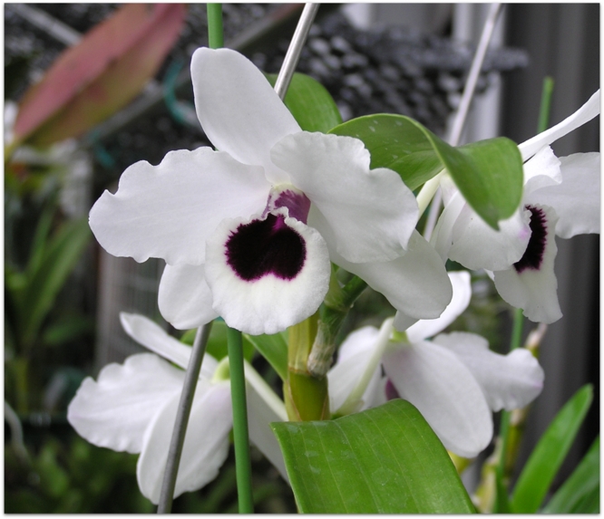 Den. Yukidaruma 'King'