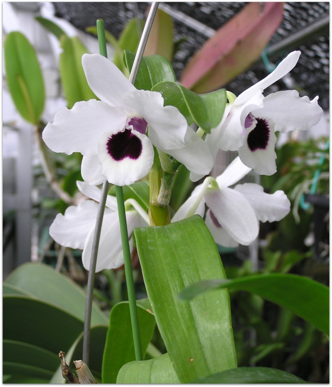 Den. Yukidaruma 'King'