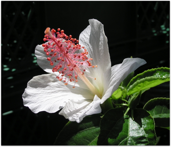 Hibiscus waimeae subsp. waimeae 