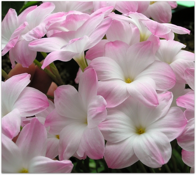 Cooperanthus 'lily pies'