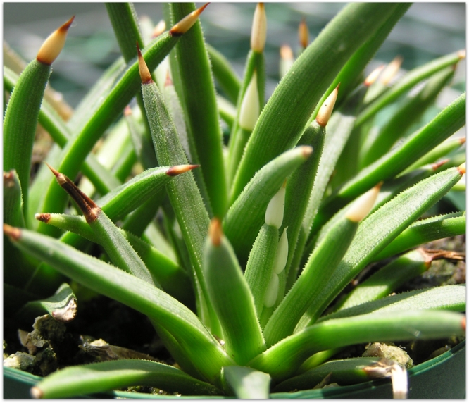 Agave albopilosa