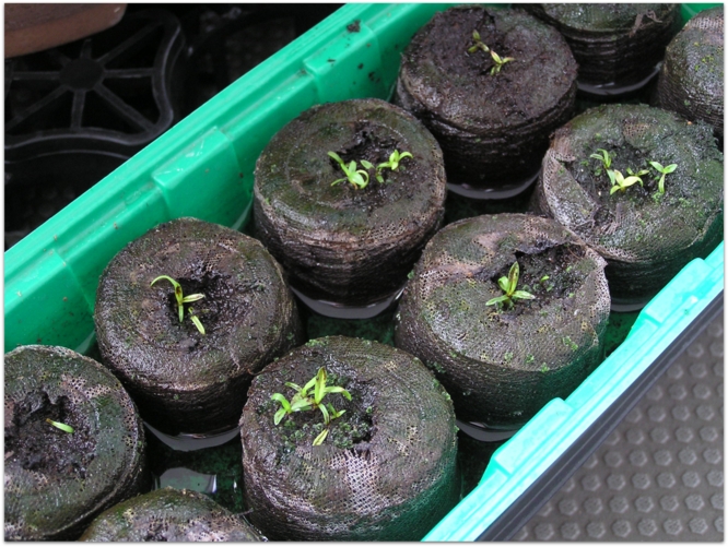 Xerophyta sp. aff.dasylirioides seedling