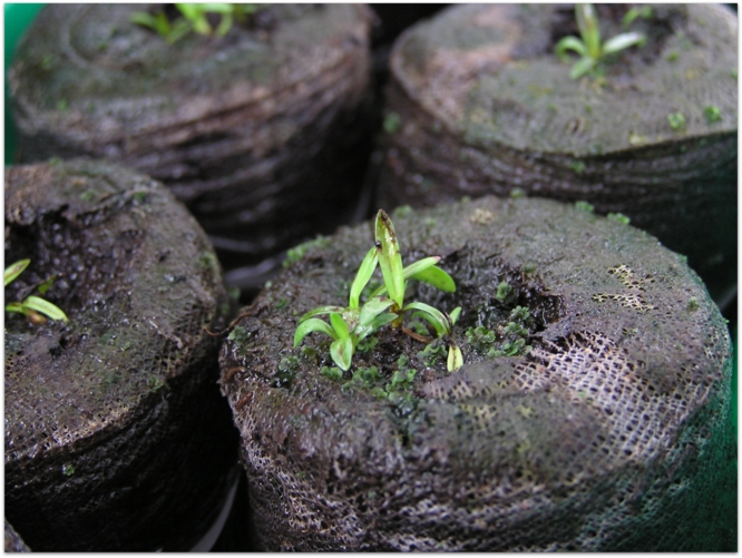 Xerophyta sp. aff.dasylirioides seedling