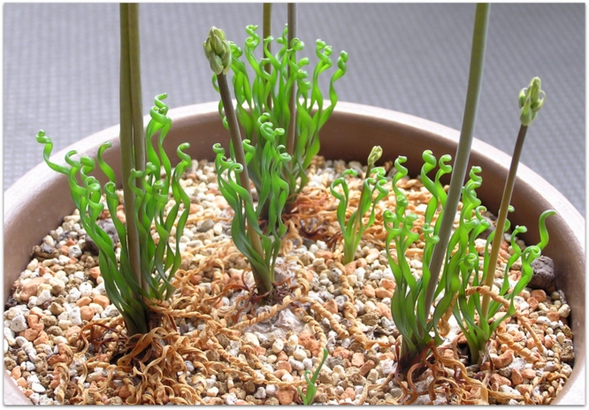 Albuca spiralis