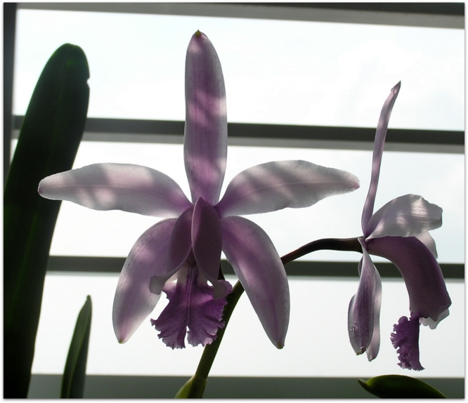 Cattleya intermedia fma. coerulea "Wenzel"