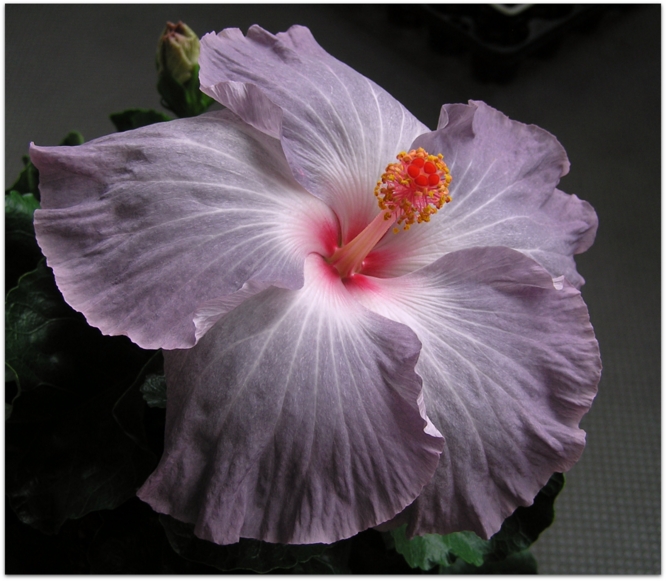 Hibiscus rosa-sinensis 'Tylene'