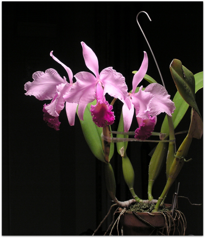 Cattleya trianaei fma.tipo