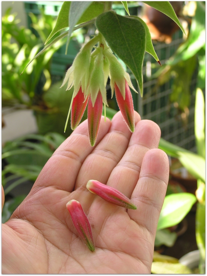 Macleania sp. flowering