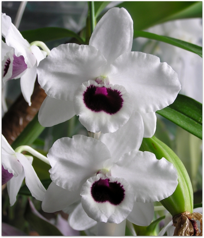 Dendrobium Yukidaruma 'King'