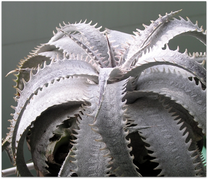 Dyckia marnier-lapostollei var. estevesii