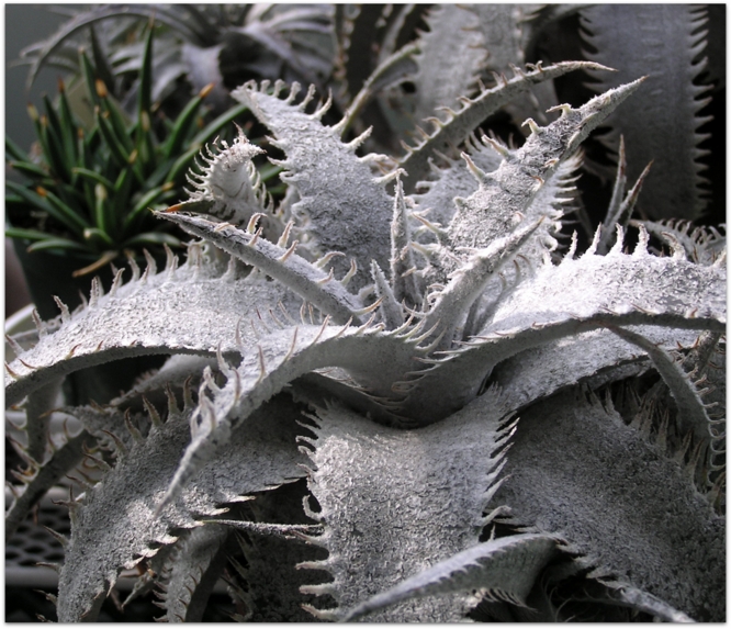 Dyckia marnier-lapostollei var. estevesii Bill Baker collection from WBC2006