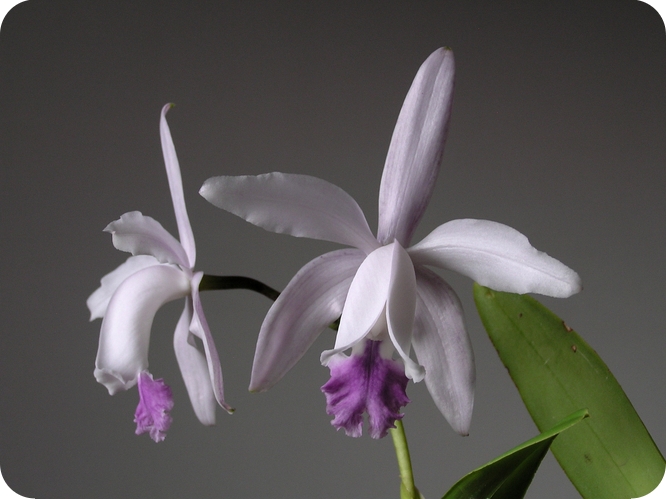 Cattleya intermedia fma. coerulea "Wenzel"