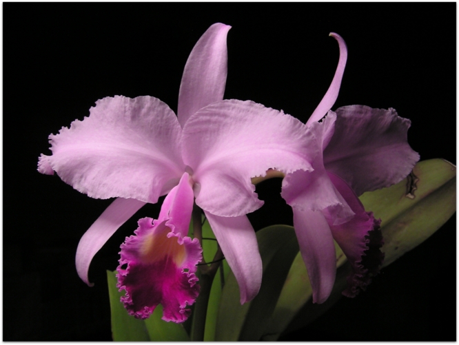 Cattleya trianaei