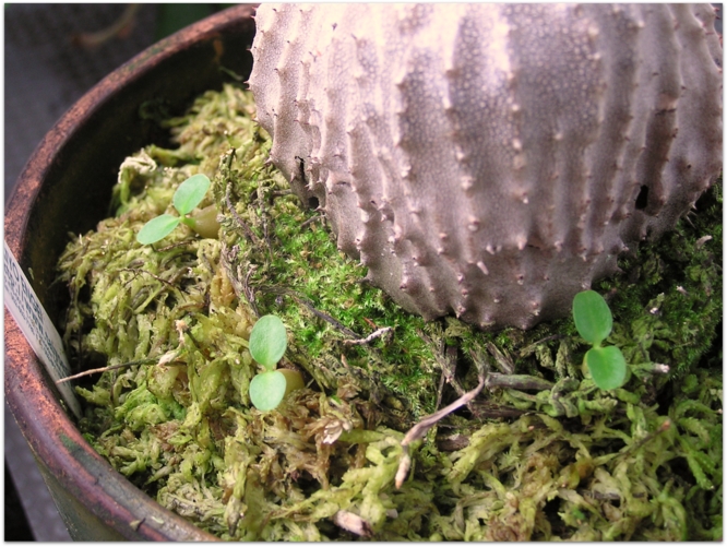 Myrmecodia seedling