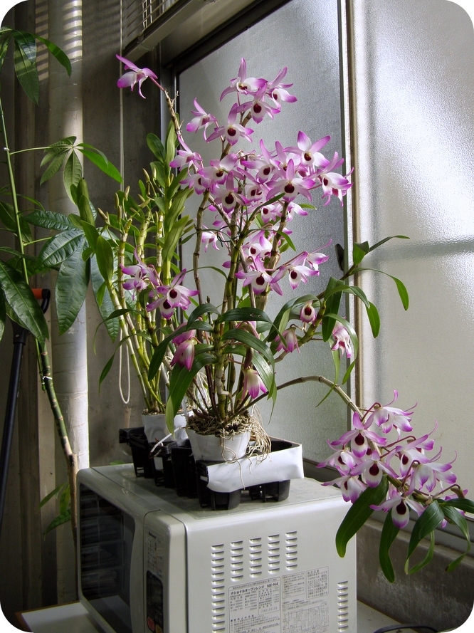 Dendrobium Cassiope, Sir Moore strain