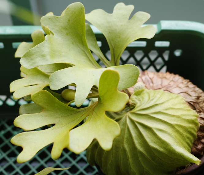 Platycerium ridleyi wide leaf form
