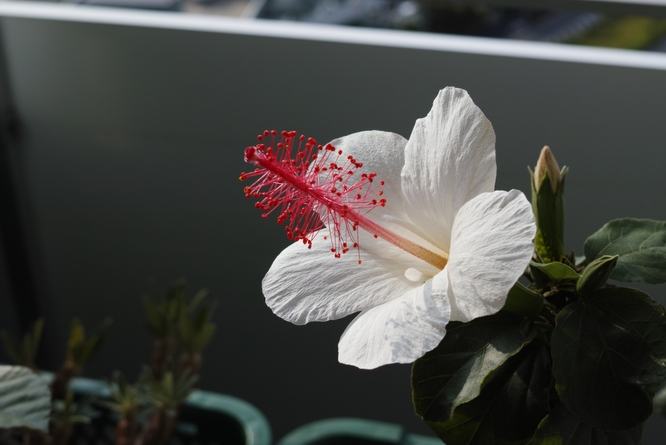 Hibiscus waimeae subsp. waimeae
