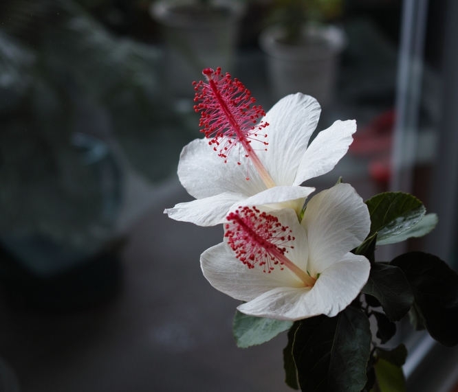 Hibiscus waimeae subsp. waimeae
