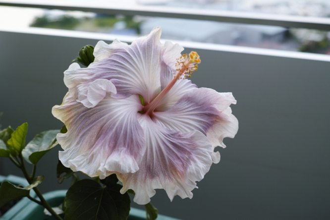 Hibiscus rosa-sinensis 'Tahitian Princess' 