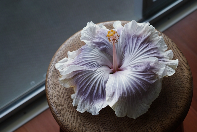 Hibiscus rosa-sinensis 'Tahitian Princess'