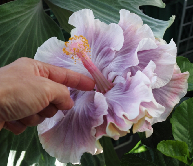 Hibiscus rosa-sinensis 'Tahitian Princess'