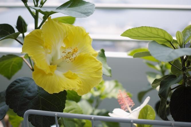 Hibiscus rosa−sinensis ’Kan Lemon'