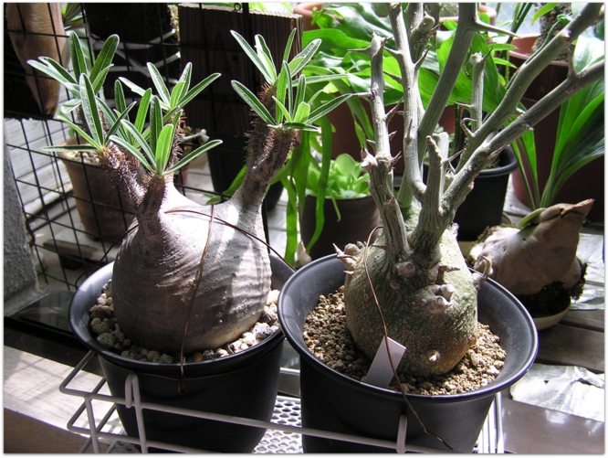 Pachypodium rosulatum var. gracilis